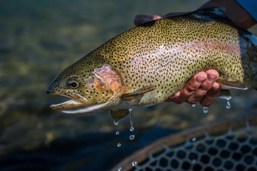 Fish as nice as this Yellowstone River trout can come to hand with a well presented dry-dropper set up.