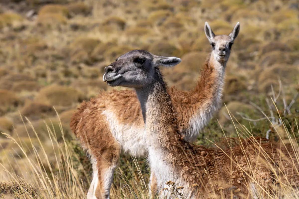 Guanaco are a close relative to llamas and a native species in Parque Nacional Patagonia. Guanaco are a close relative to llamas and a native species in Parque Nacional Patagonia.