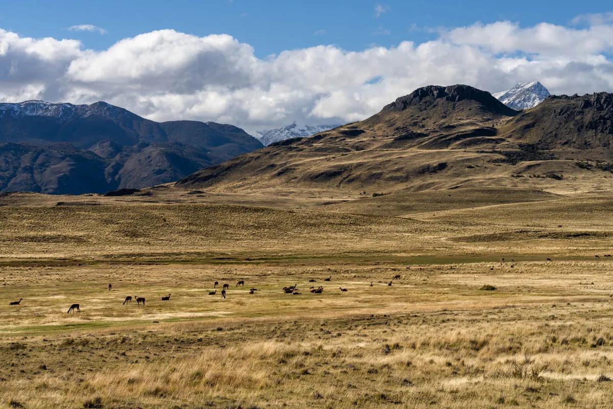 The Cachabuco Valley in Parque Nacional Patagonia is a great place to see the region's wildlife. The Cachabuco Valley in Parque Nacional Patagonia is a great place to see the region's wildlife.