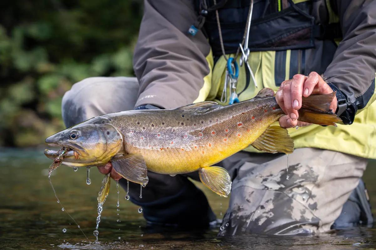 Big brown trout seek cover in the abundant structure of the Río Blanco. They'll slash out to hit well-placed streamers. Big brown trout seek cover in the abundant structure of the Río Blanco. They'll slash out to hit well-placed streamers.