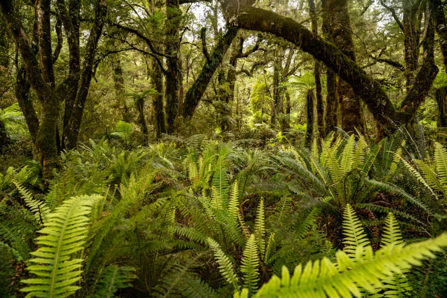 Fly Fishing Lodges New Zealand