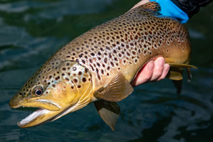 Brown trout Martin Pescador Lodge chile