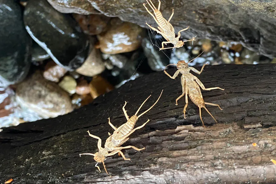 Big bugs for big trout in Chile fly fishing