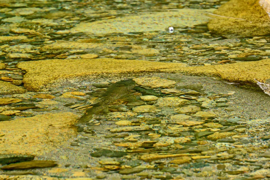 Owen River fly fishing lodge for big brown trout