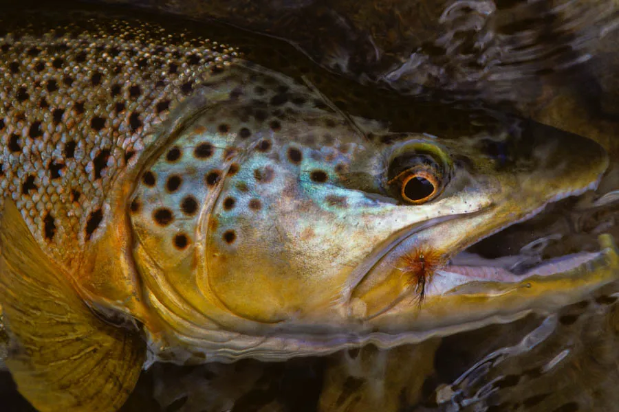 Brown trout fly fishing in New Zealand