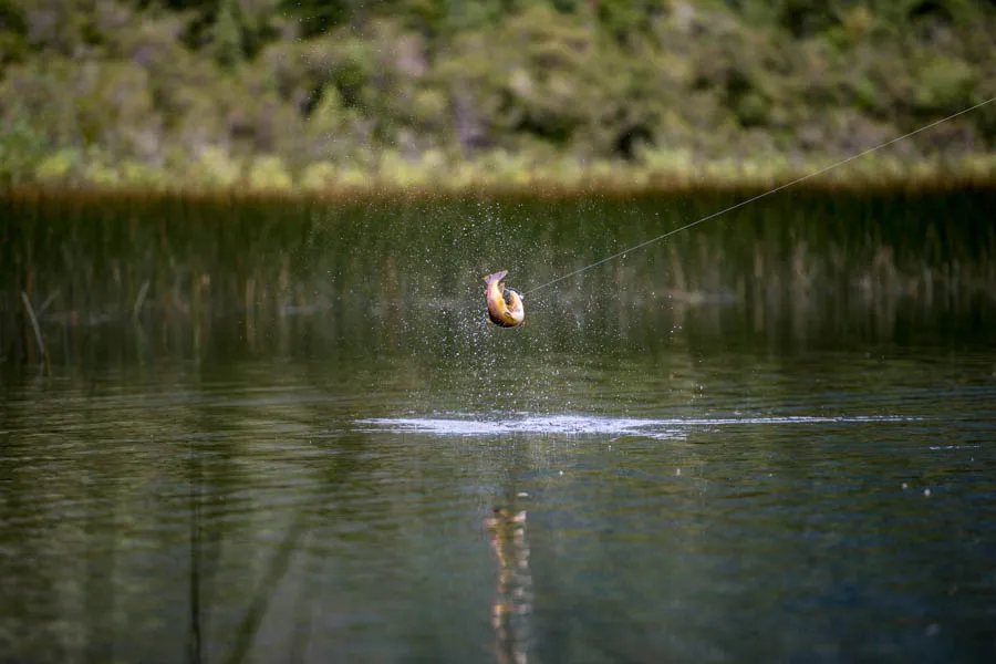 Best Chile fly fishing lodge trip