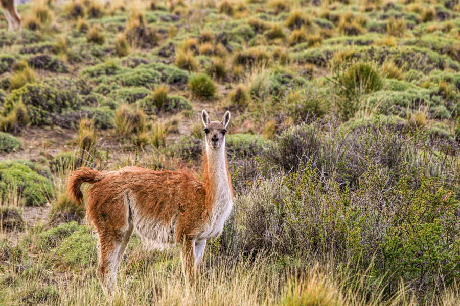 Lodge for Chile fly fishing trip