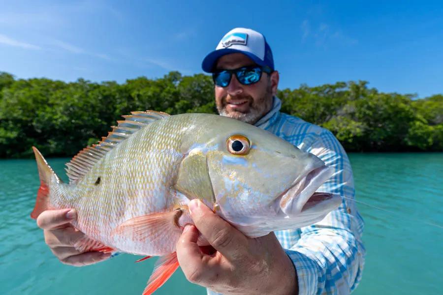 Snapper fishing in Cuba There were planty of big snapper lurking in the mangroves. We had a blast throwing on a weighted clouser and dropping flies to these delicious fish. Nearly every day of the trip someone in the group brought back a few snapper in the cooler for the chef to prepare at the evening meal.