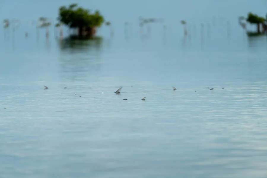 Bonefish in Cuba