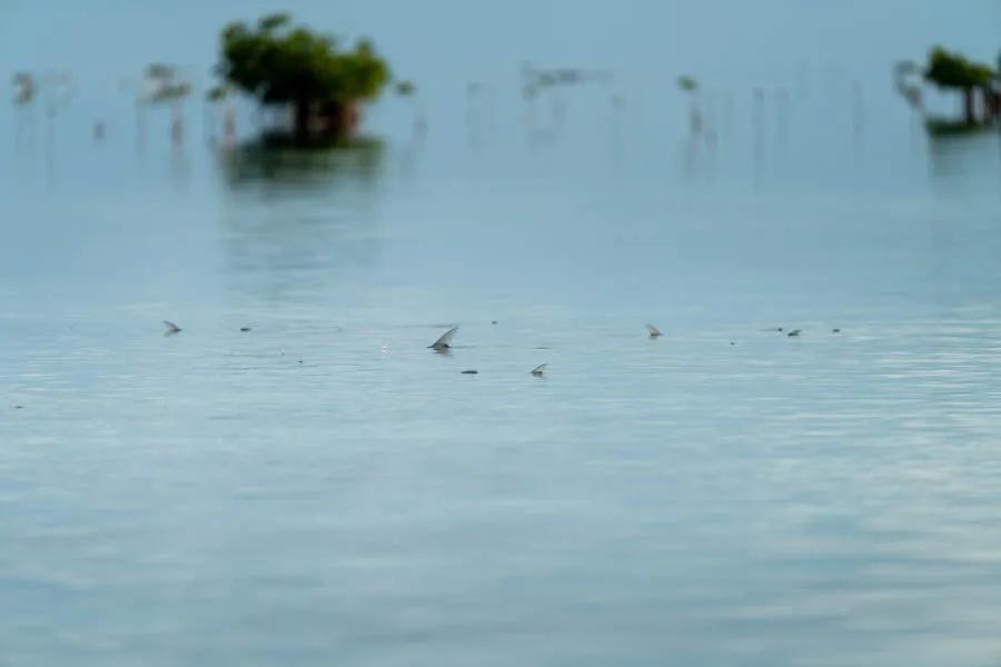 Tailing bonefish in Cuba Tailing bonefish can get the blood pumping with anticipation. The bonefishing in the Cayo Largo region is some of the best in all of the Carribean.