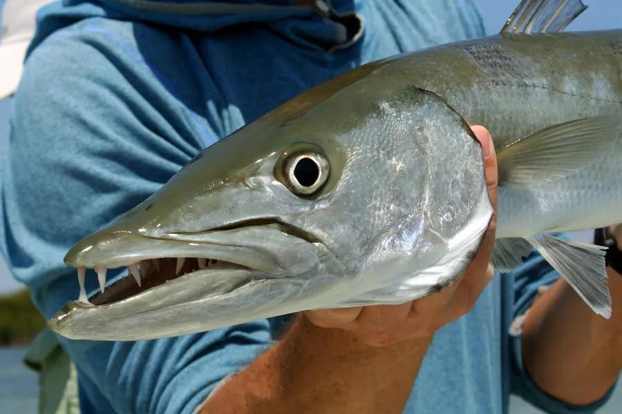 Cuba barracuda fishing Several members of our party landed barracuda on the fly during our hosted week. These are great sport fish and produce explosive takes. It is always a good idea to have a needlefish fly on the end of a wire leader for these toothy critters on hand.