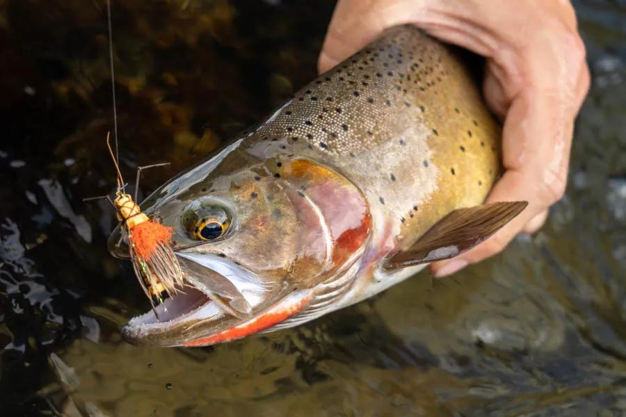 The backcountry trout of Yellowstone National Park often eat large dry flies when trout on other rivers will not