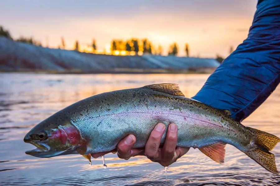 Fall fishing is often the end of the angling year for many anglers and Montana has very consistent fall fishing.