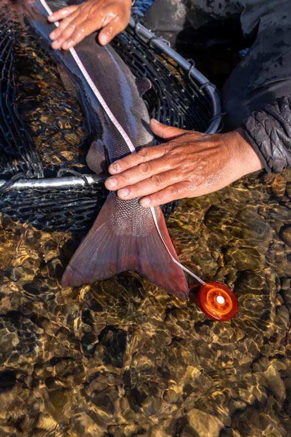 Big Taimen in the net When the fish is longer than a verly large net basket you know its a nice one!