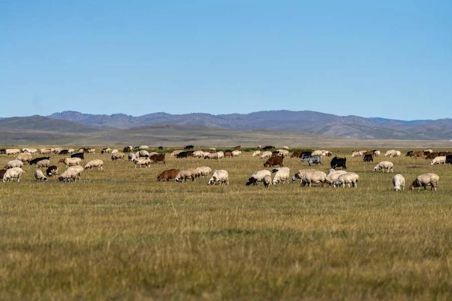 Sheep flock in Mongolia Mongolia is home to the largest natural pastures on the planet. The grasslands of the vast steppe are not interupted by barbwire fences and the nomadic way of life continues to persist