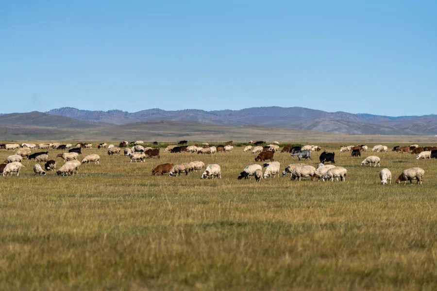 Mongolia fly fishing trips