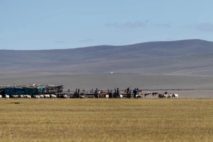 herders counting sheep A group of herders count their sheep as they exit a make shift corral. Often the herds are mixed with sheep, cattle and cashmere goats