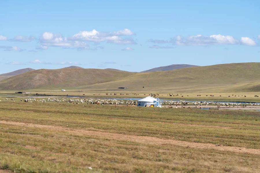 ger camp and herder Sheep, goats and cattle surround a ger camp in open pastures. The animals are free to roam and follow the best grass. The nomadic camps move with them. Modern luxuries such as solar panels and satellite TV are now common in even the most remote camps