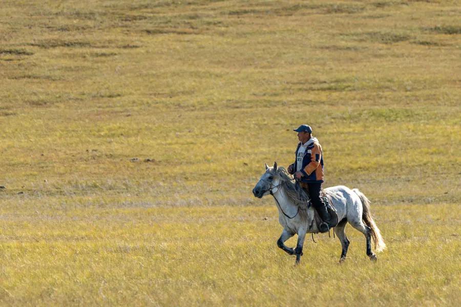 Mongolian nomad herder Even in the most remote region local herders are observed as they manager their flocks