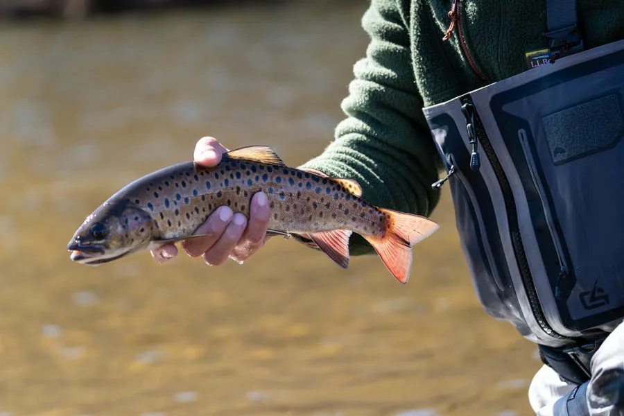 Mongolian fly fishing expeditions with Montana Angler