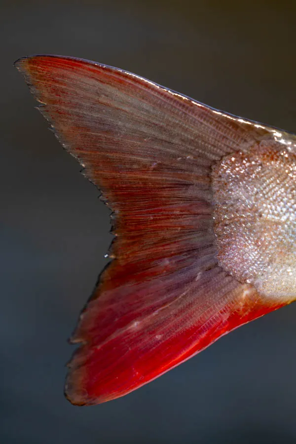 The distinctive red tail of the Siberian taimen. There are a few subspecies of Taimen but the Siberian taimen is the largest and found in many of throughout most of Siberia as well as northern Mongolia, norther Kazakhstan and the northeastern corner of China.