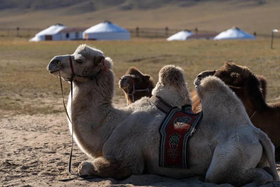 Bacterian camels in Mongolia Bactrian two humped camels are still used in parts of Mongolia