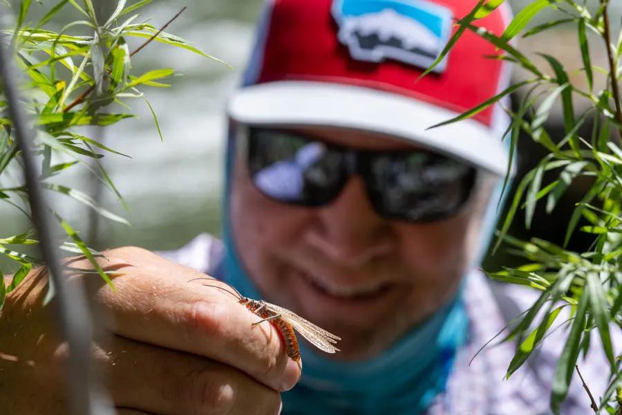 Fly fishing hatches in Montana in summer. Salmonflies and stoneflies are two of the most exciting hatches for dry fly anglers in Montana.