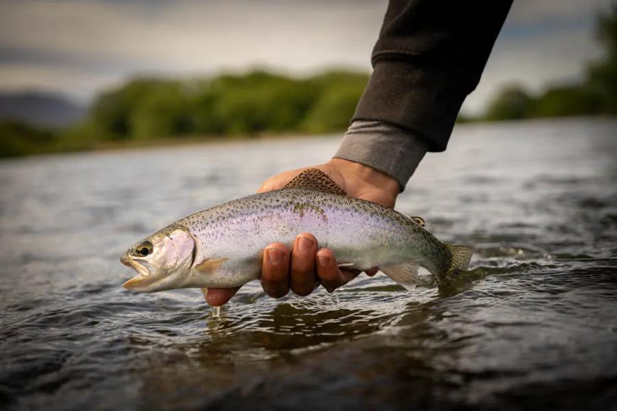 Fly fishing in Argentina for large rainbow trout Rainbow trout like this beauty are abundant on many of the rivers, creeks, and lakes fished out of Carrileufu River Lodge.