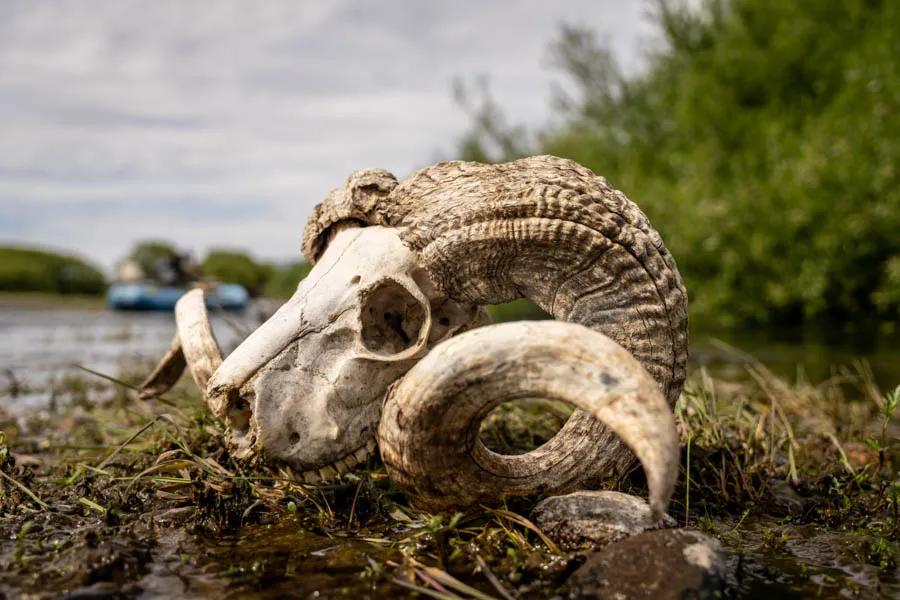 Fly fishing on Argentina's remote Rio Chubut. The Rio Chubut is known in Argentina as a consistent fishery. Recently, the crew at Carrileufu River Lodge has worked to enhance access on a productive stretch of water.