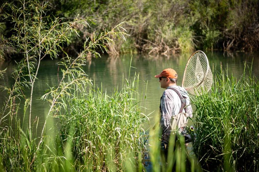 Fly fishing a Montana spring creek near Bozeman Prospecting for trout when fishing a spring creek or tailwater is more important than blind casting in deep runs or riffles.