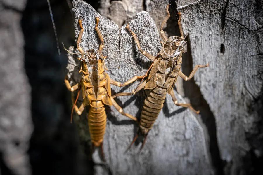 Montana rivers fly fishing insects and hatches These empty salmon fly shucks are proof of a recent hatch. Understanding the basic lifecycles of aquatic insects is crucial catching more fish when fishing nymphs.