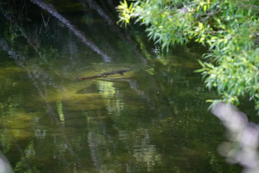 Trout Rising