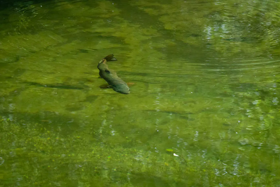 sight fishing in NZ