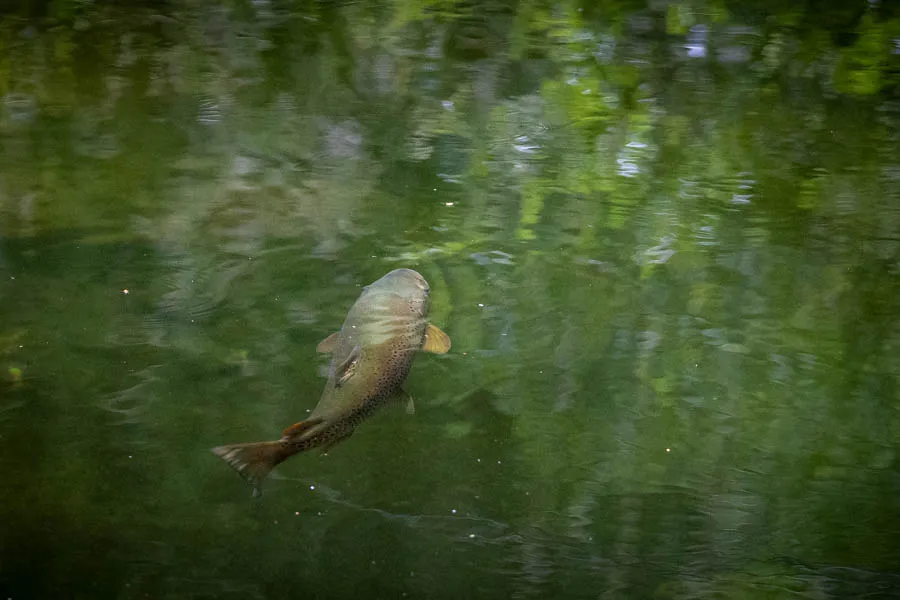 Big Trout sipping mayfly in New Zealand