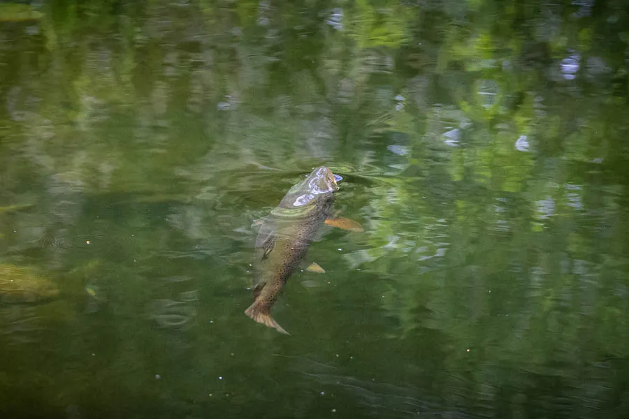 Rising Trout
