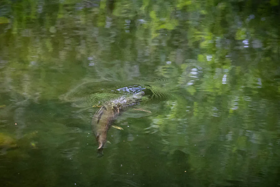 Rising Trout