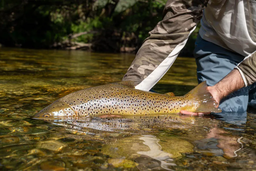 Brown trout release NZ