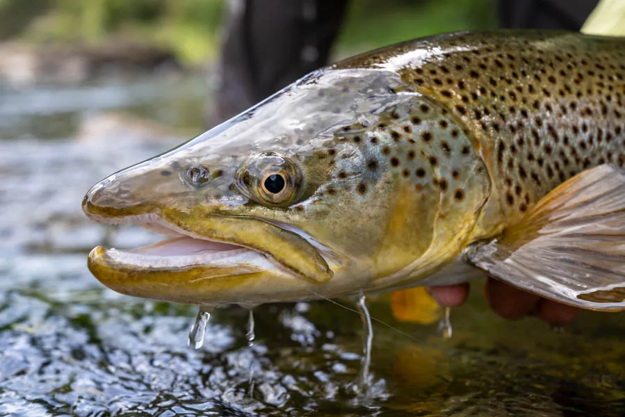 New Zealand fly fishing brown trout