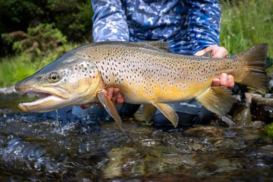 Big brown trout over 8lbs in New Zealand 8.5 lb brown trout