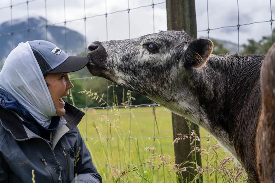 New Zealand cow pasture