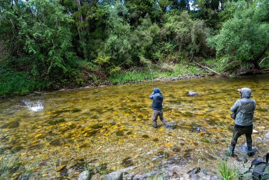Big trout in New Zealand Big trout in New Zealand