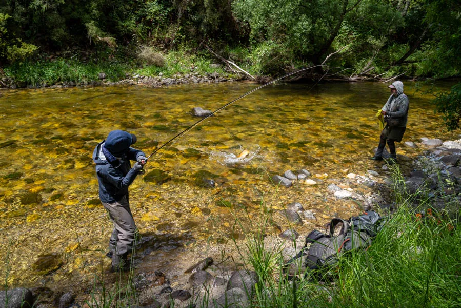Fighting trout in NZ