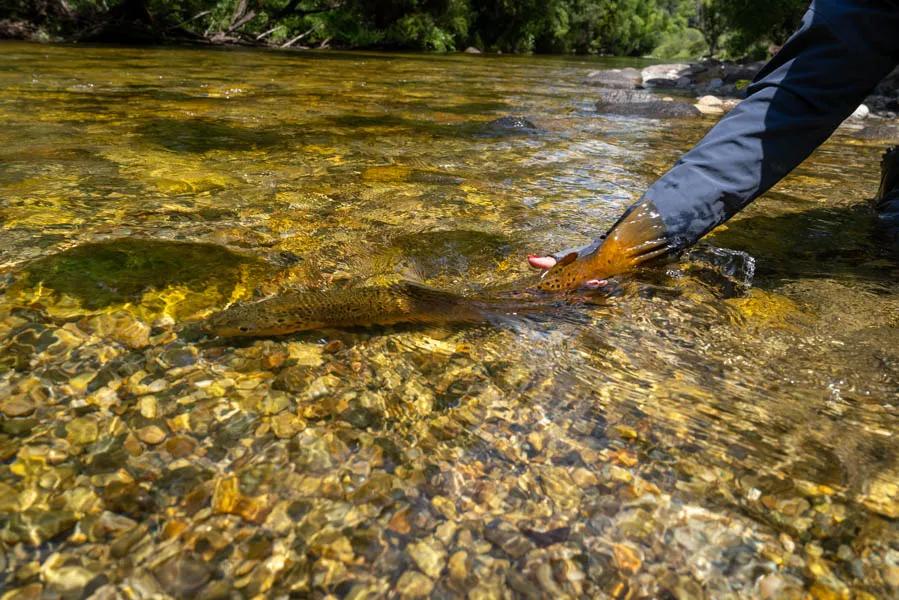 Big Brown Trout released Brown Trout release in New Zealand