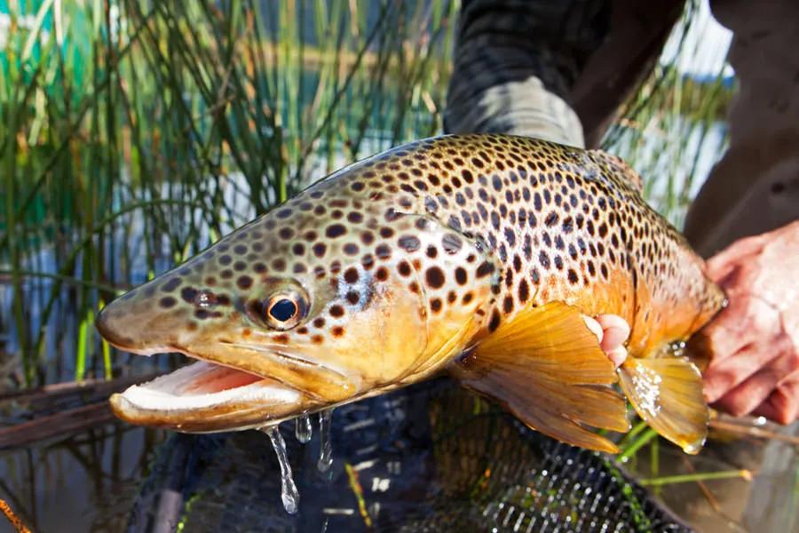 Patagonia Fly Fishing Trips Patagonia Brown Trout Fishing