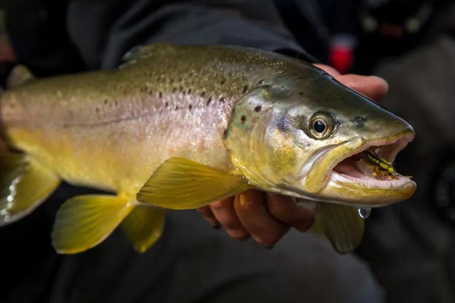 Patagonia Fly Fishing with Montana Angler Patagonia Brown Trout