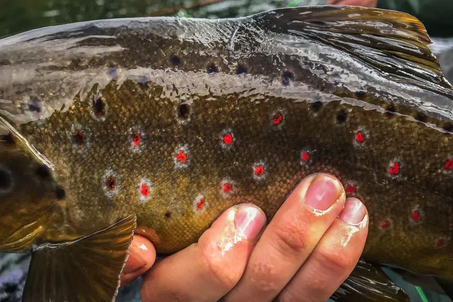 Patagonia Fly Fishing Patagonia Fly Fishing