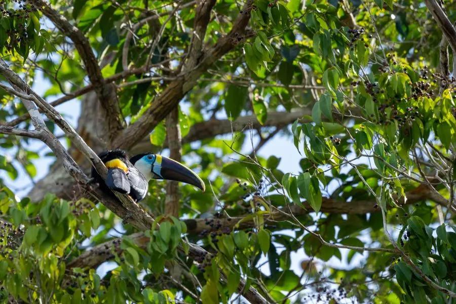 Going fly fishing in the Amazon near Agua Boa Lodge Home hundreds of bird species, the Amazon is as much a nature-lovers paradise as it is a angler's heaven.