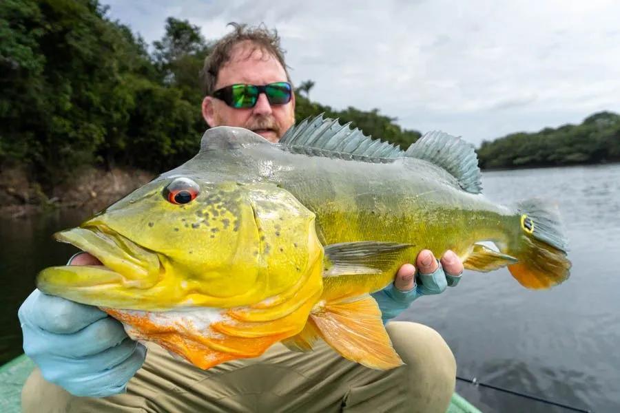 Fly fishing the Amazon for peacock bass Brazil's Agua Boa Amazon is a fly fishing only lodge home to some of the biggest fish on the planet
