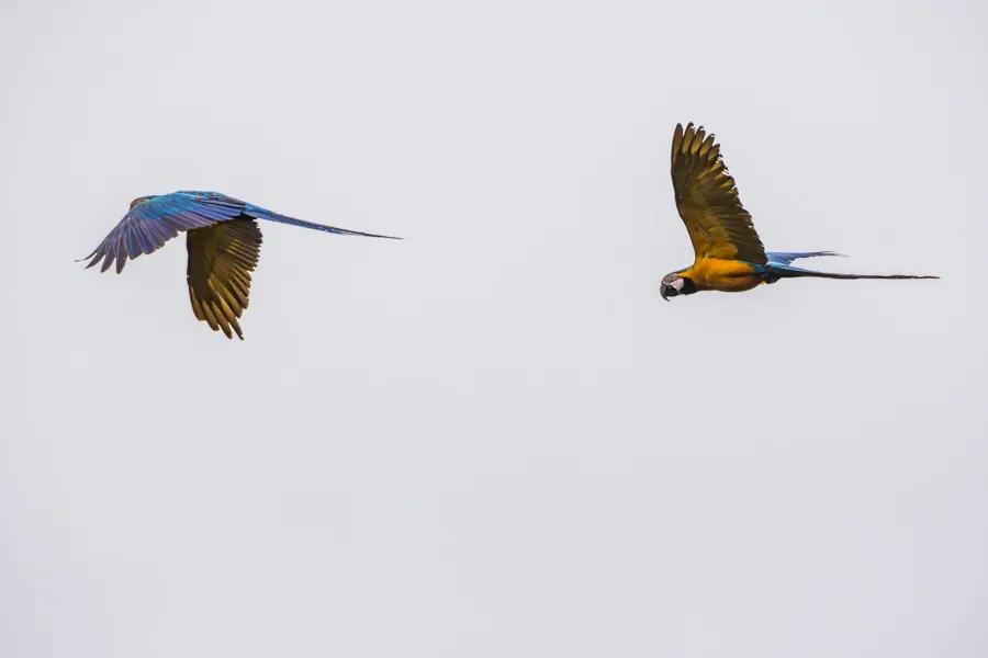 McCaws in Brazil McCaws in Brazil