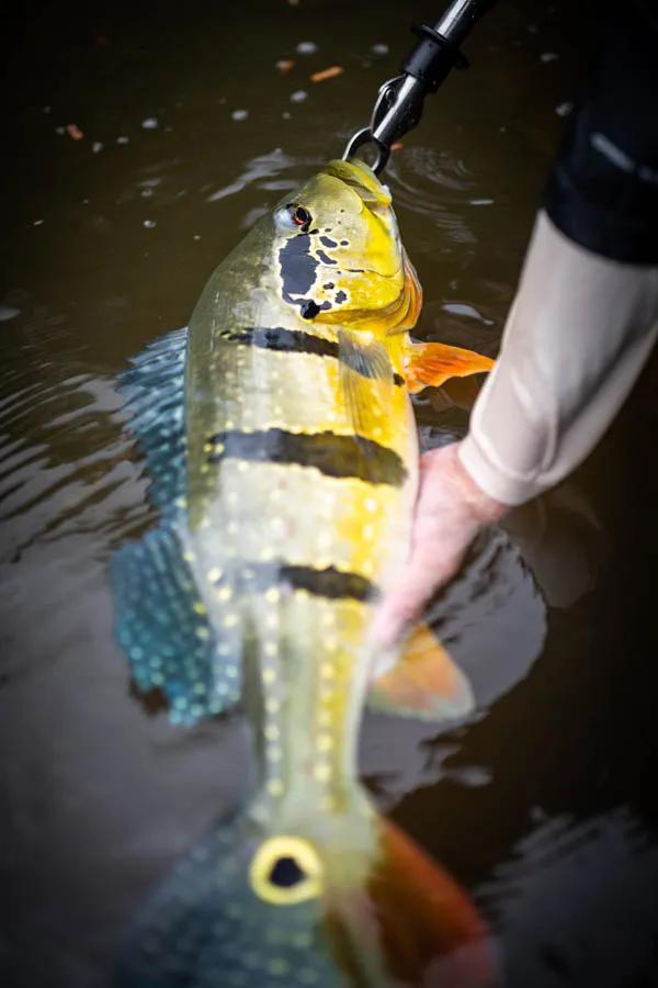 Brazilian peacock bass Brazilian peacock bass